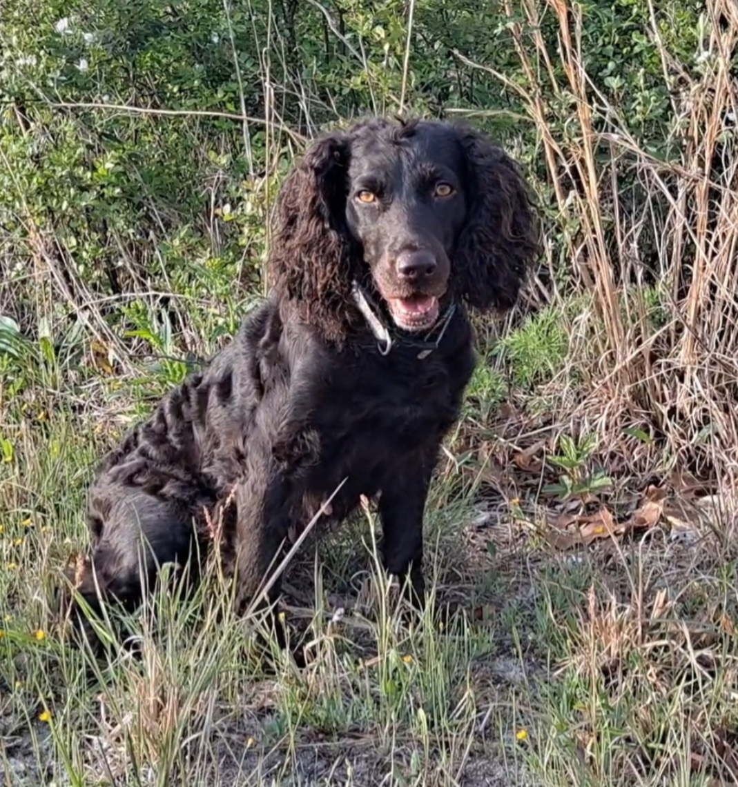 Fck’s Dottie Ray - Boykin Spaniel Pedigree