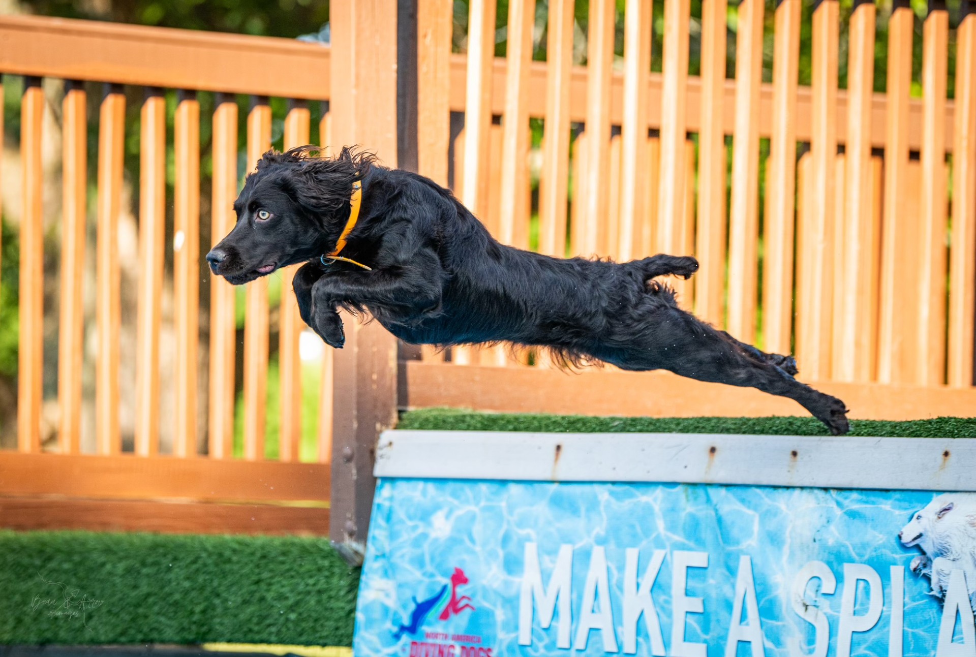 Justa Twin Fin Betty @ Amberfield DCAT DS DJ CGC FTN - Boykin Spaniel Pedigree