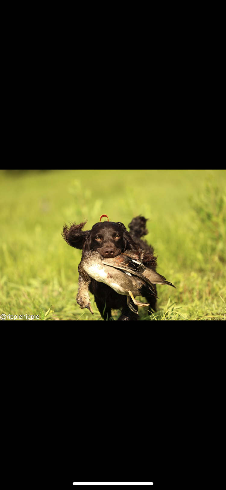 SHR Wicked Wing Crazy Creed - Boykin Spaniel Pedigree