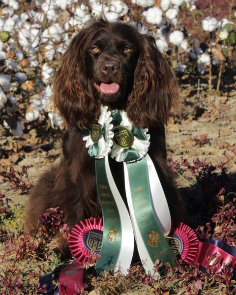 SHR Ellie Mae Clampet - Boykin Spaniel Pedigree