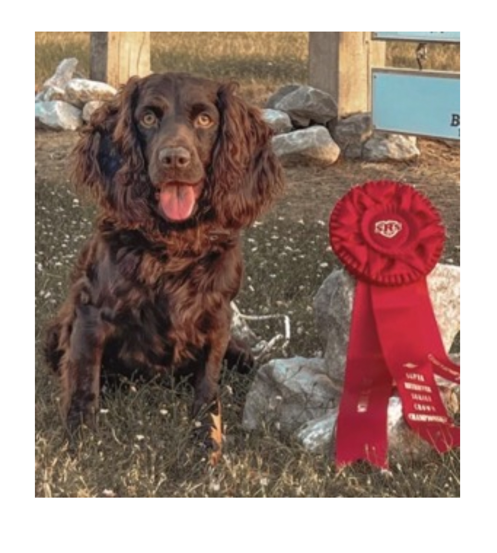 Altamaha’s Preacher Man DJ - Boykin Spaniel Pedigree