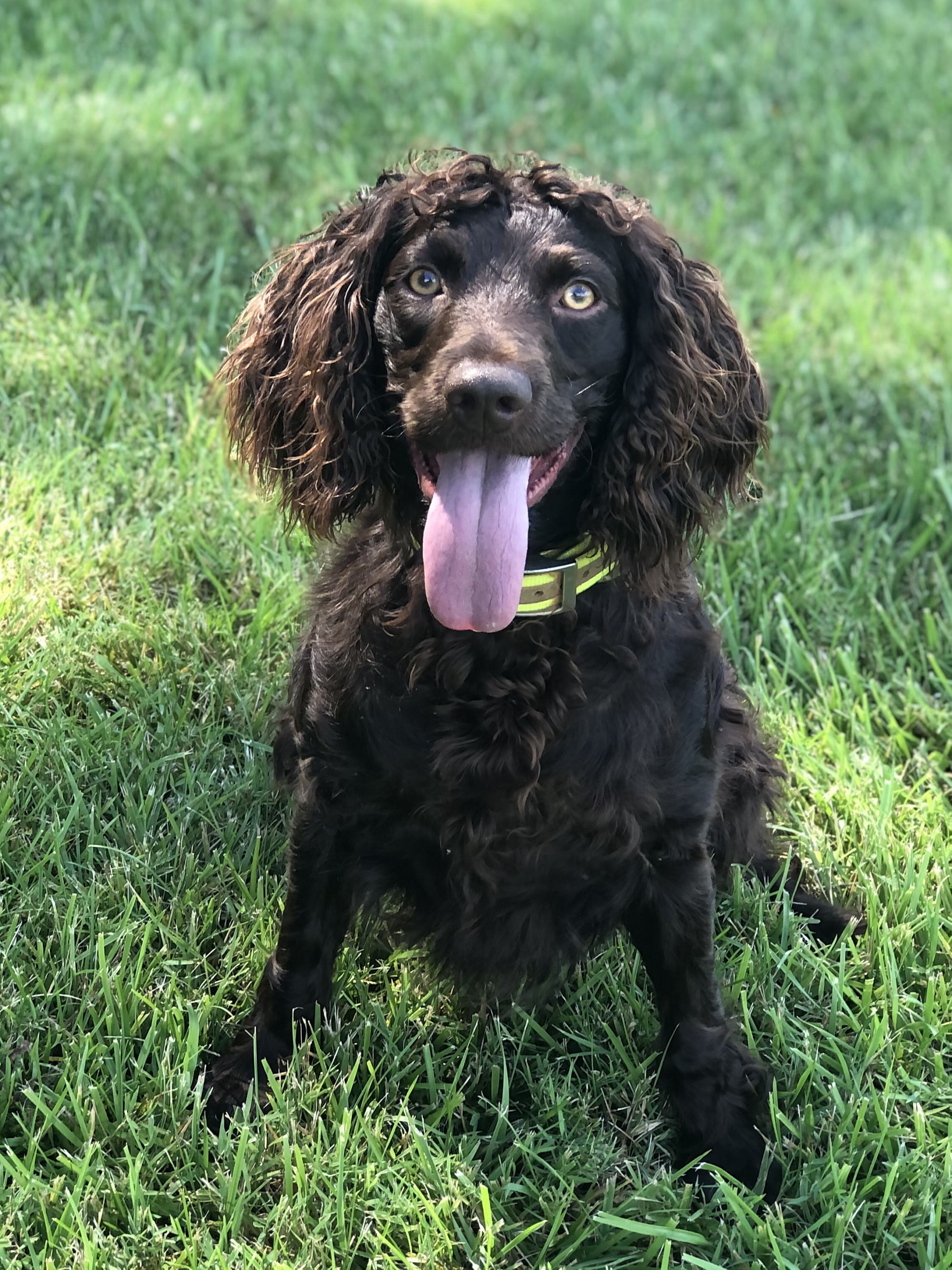 Back Creek's Justa Hot Mess - Boykin Spaniel Pedigree