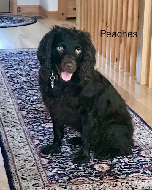 Au Superior Farm Boykins Peach Pie - Boykin Spaniel Pedigree