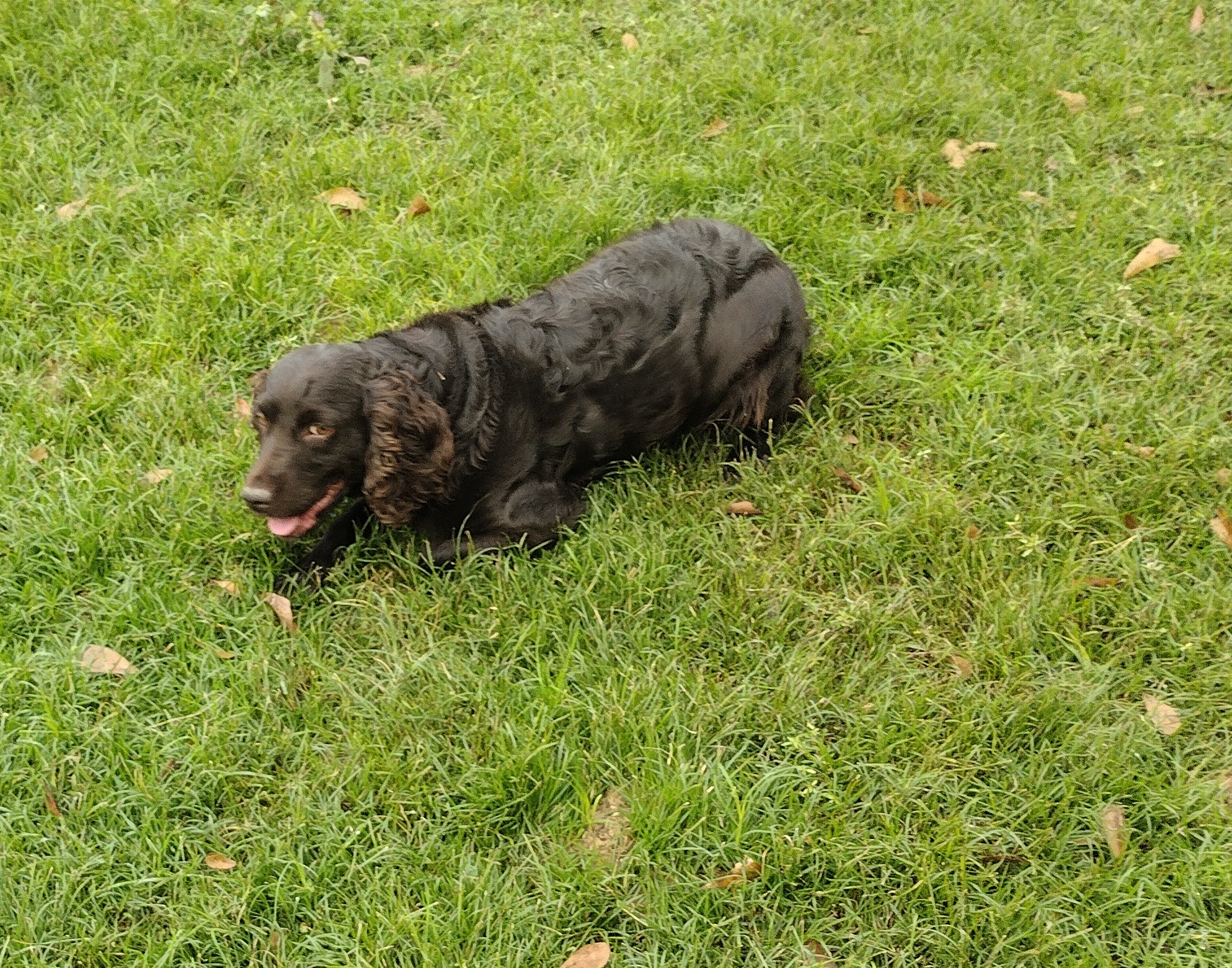 Briarmarsh Leaf Peepah - Boykin Spaniel Pedigree