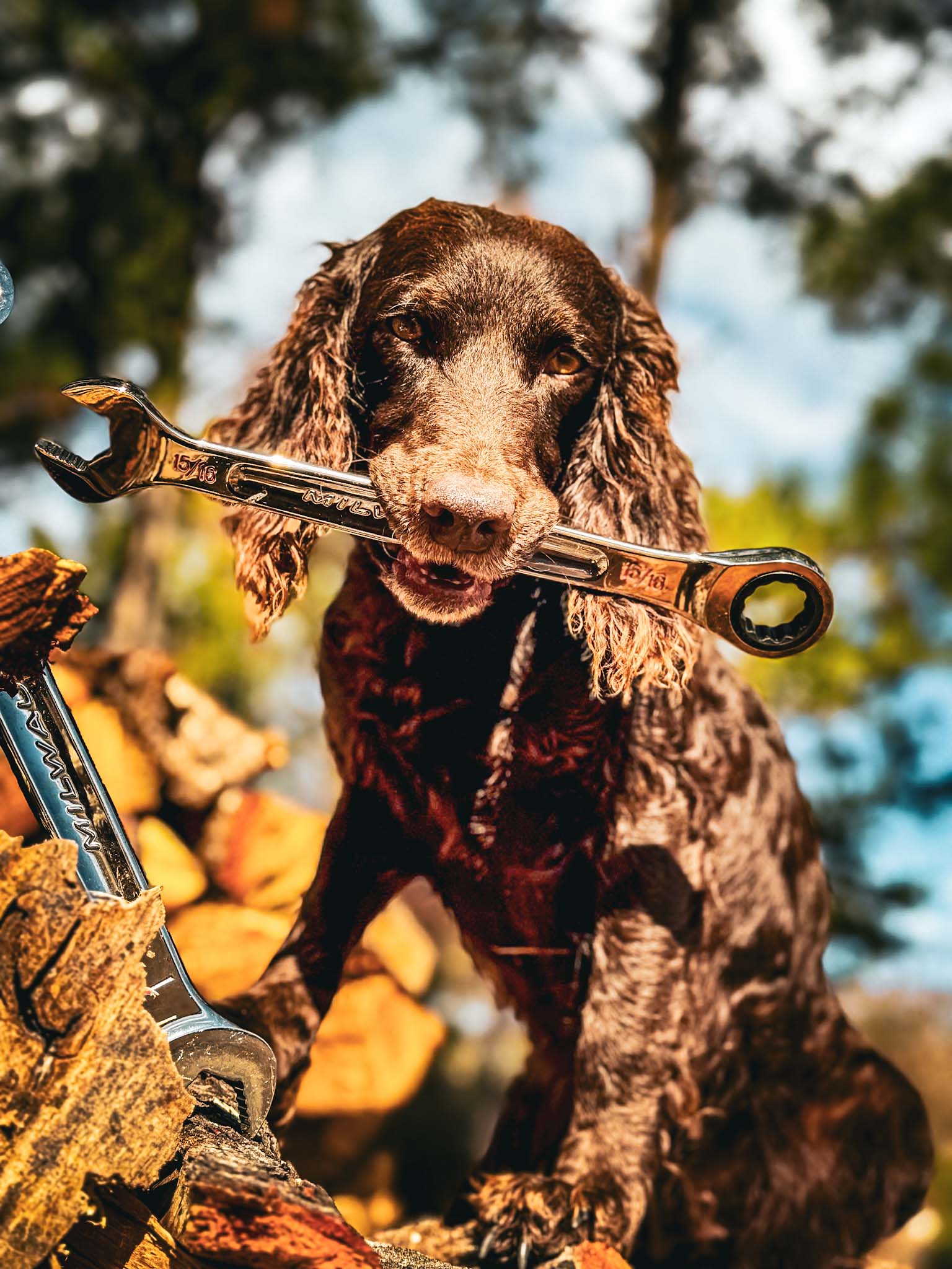 Altamaha’s Tossing Wrenches - Boykin Spaniel Pedigree