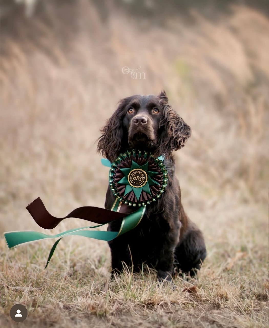 OTM’s BVK True Grit UNCH25 - Boykin Spaniel Pedigree