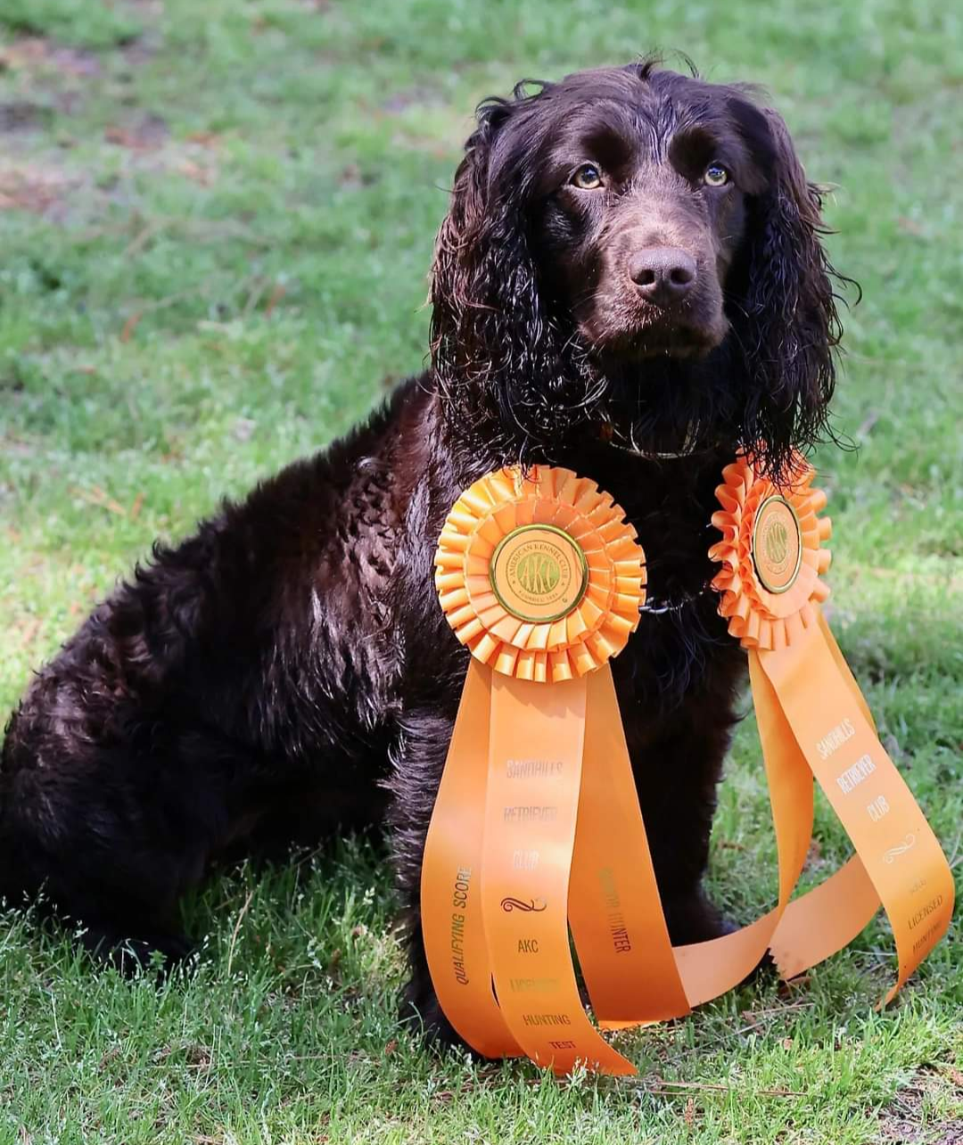 Majestic Murphie SHR - Boykin Spaniel Pedigree