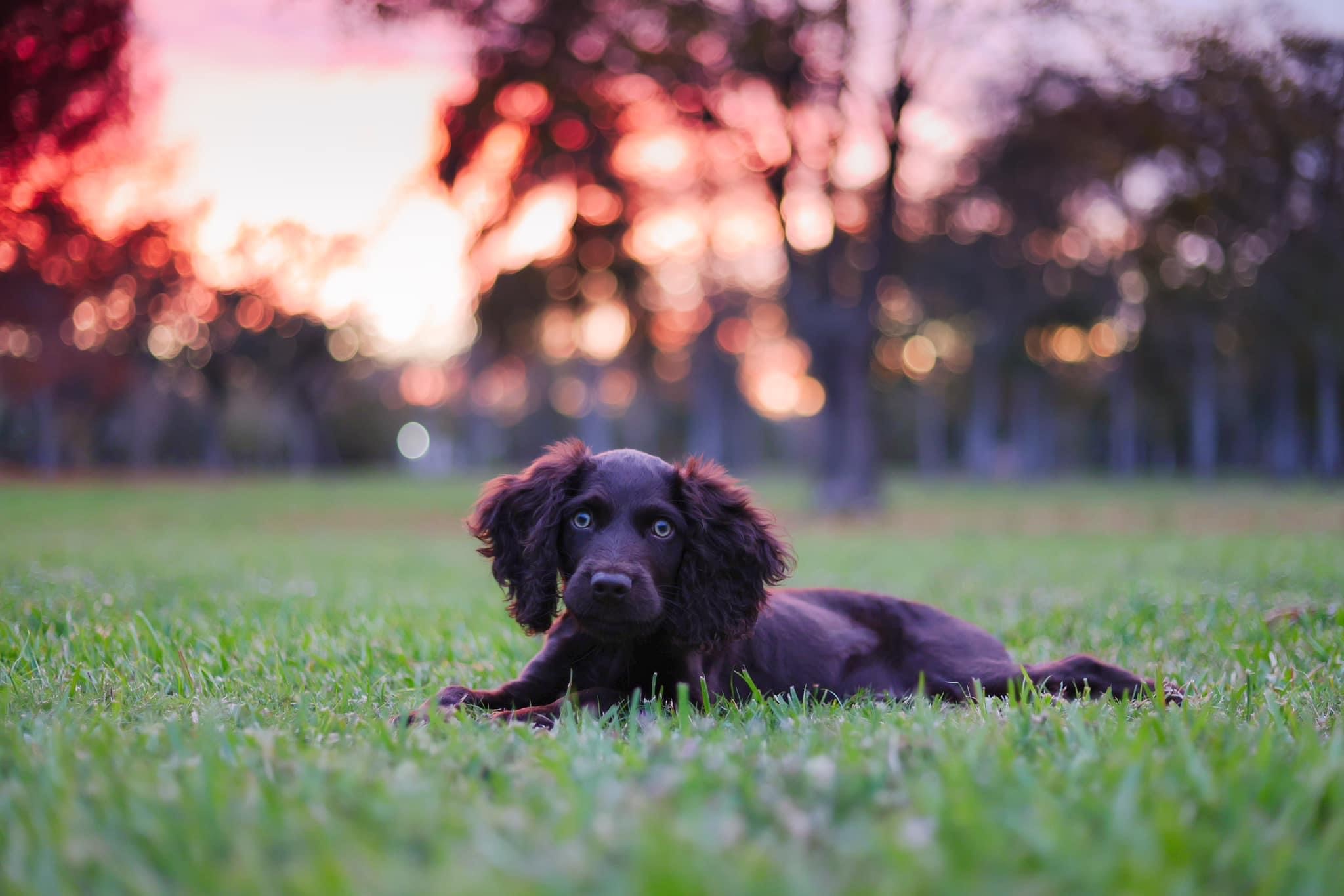 Three Oak's Charlie Boy - Boykin Spaniel Pedigree