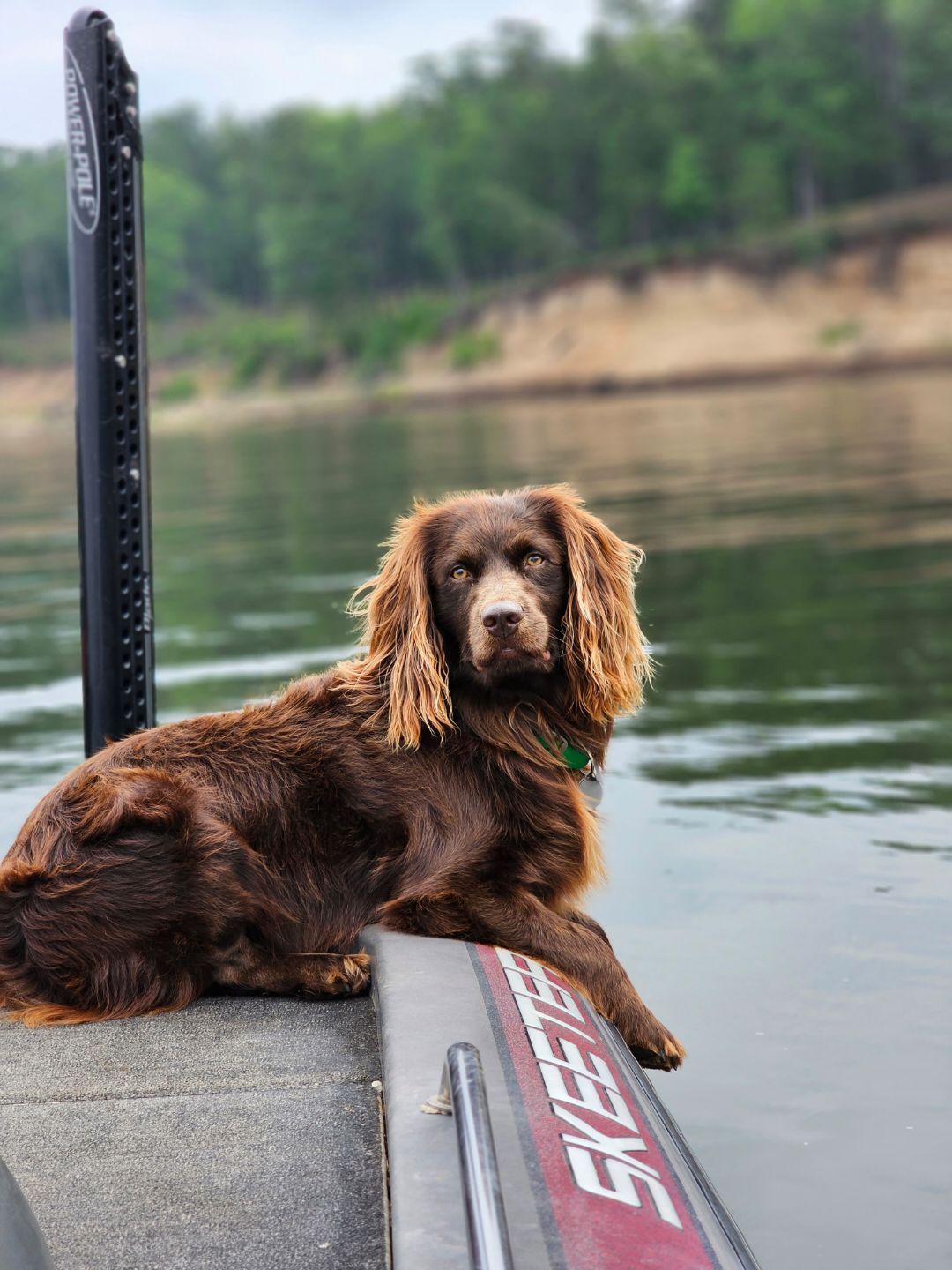 Ragin Jiggs Of Lake Murray - Boykin Spaniel Pedigree