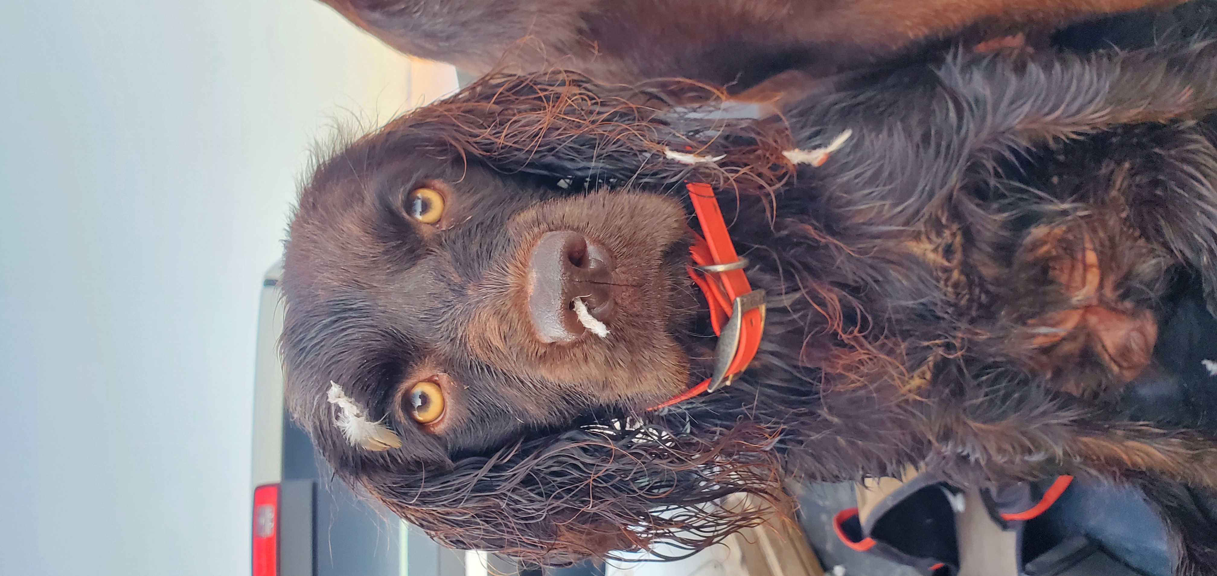 Neko's Charleston Aged Bourbon - Boykin Spaniel Pedigree