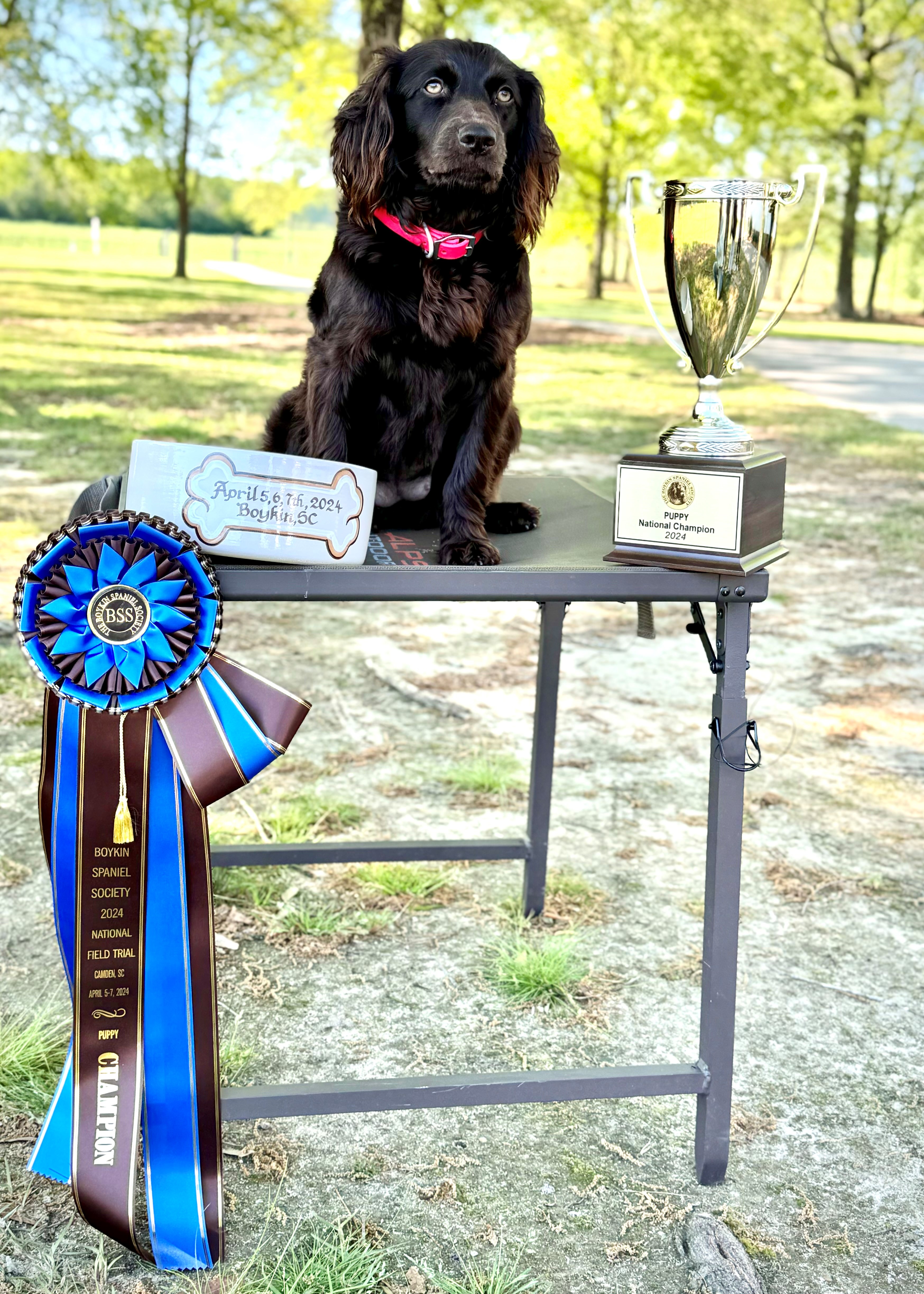 My Sweetie Pie PCH24 - Boykin Spaniel Pedigree