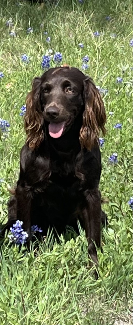 SHR Bosque River Boykin Hershey Sweet Chocolate - Boykin Spaniel Pedigree