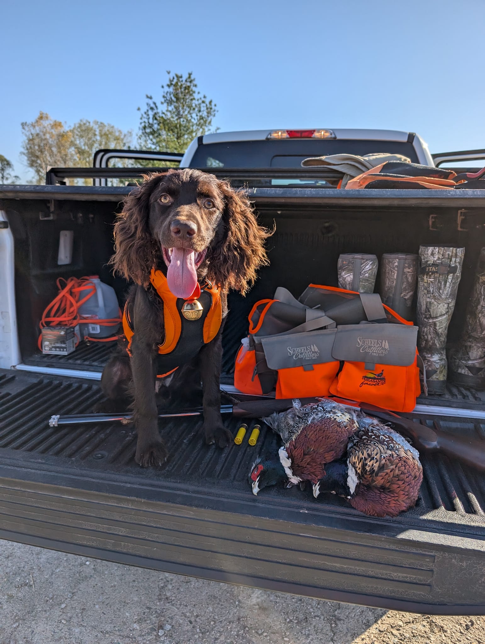 DS Brambleberry's High Priest - Boykin Spaniel Pedigree