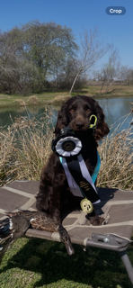 HR Bosque River Boykin Remington First Shot - Boykin Spaniel Pedigree