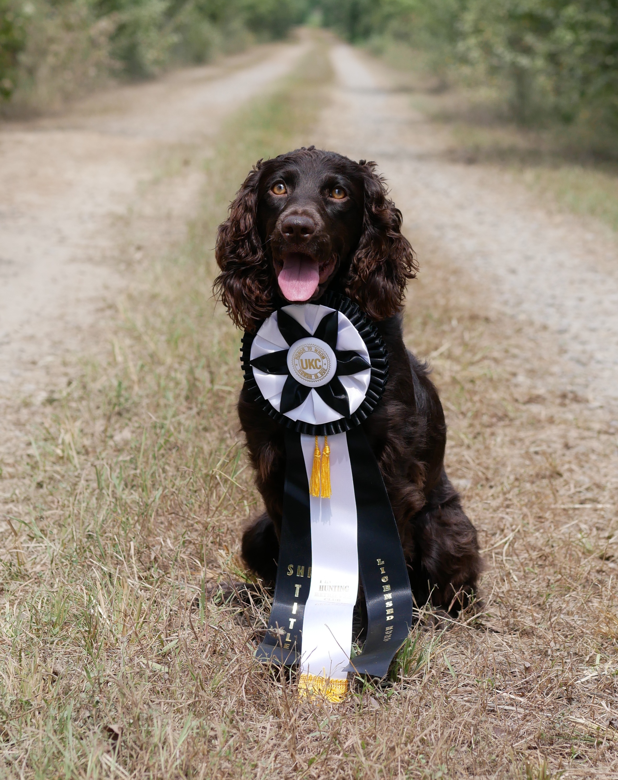 SHR Amistad's Luna Over Rio Neches - Boykin Spaniel Pedigree