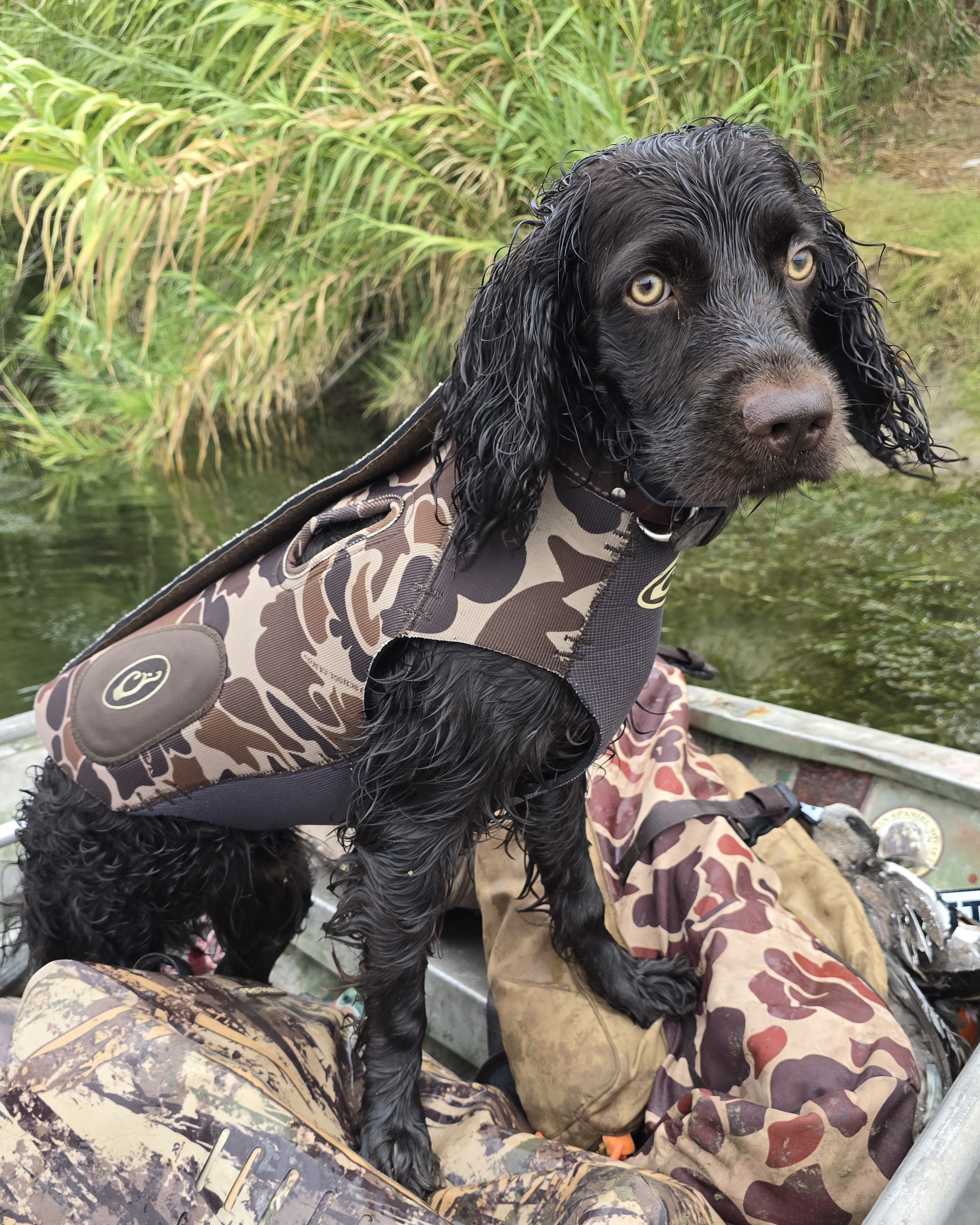 Amistad's Rio Pecos De Comancheria - Boykin Spaniel Pedigree