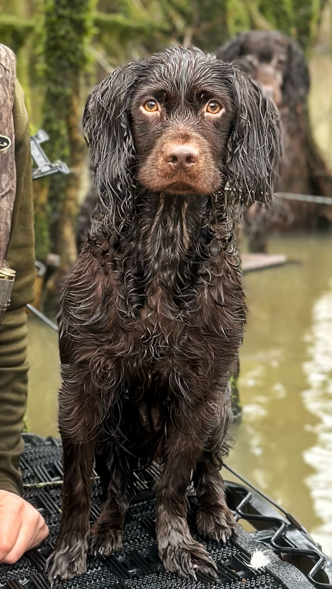 SHR Sga's Have A Sip In The Valley - Boykin Spaniel Pedigree