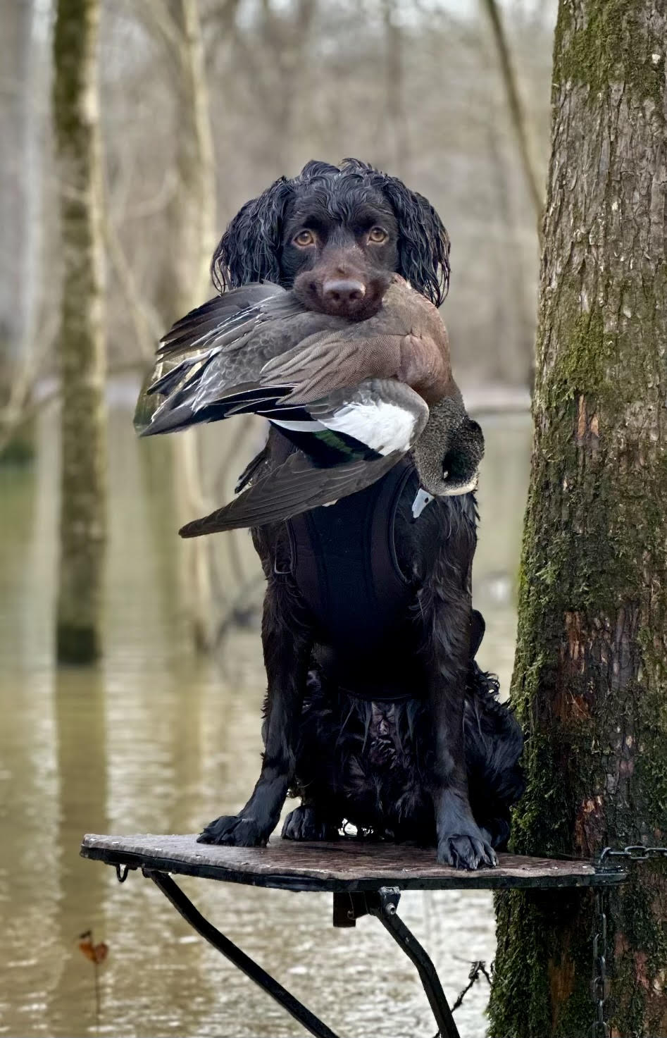 HR Valley Way Talk To Me Goose - Boykin Spaniel Pedigree