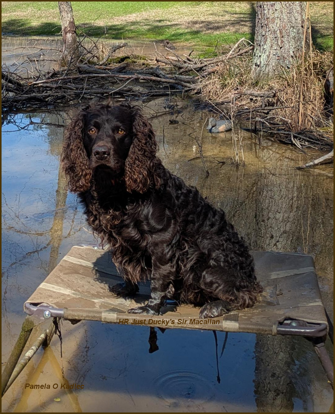 HR Just Ducky’s Sir Macallan - Boykin Spaniel Pedigree