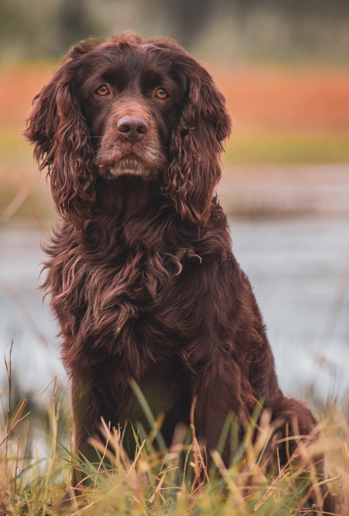 GCH CH SHR Thornhill’s Cash Me If You Can CGCU - Boykin Spaniel Pedigree