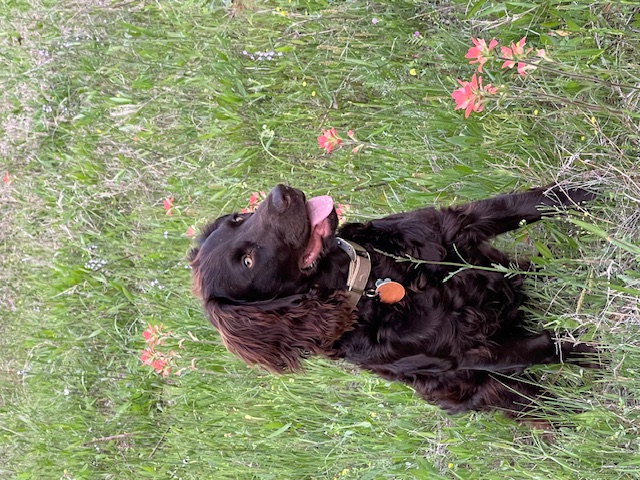 BB Belle Of The Navi - Boykin Spaniel Pedigree