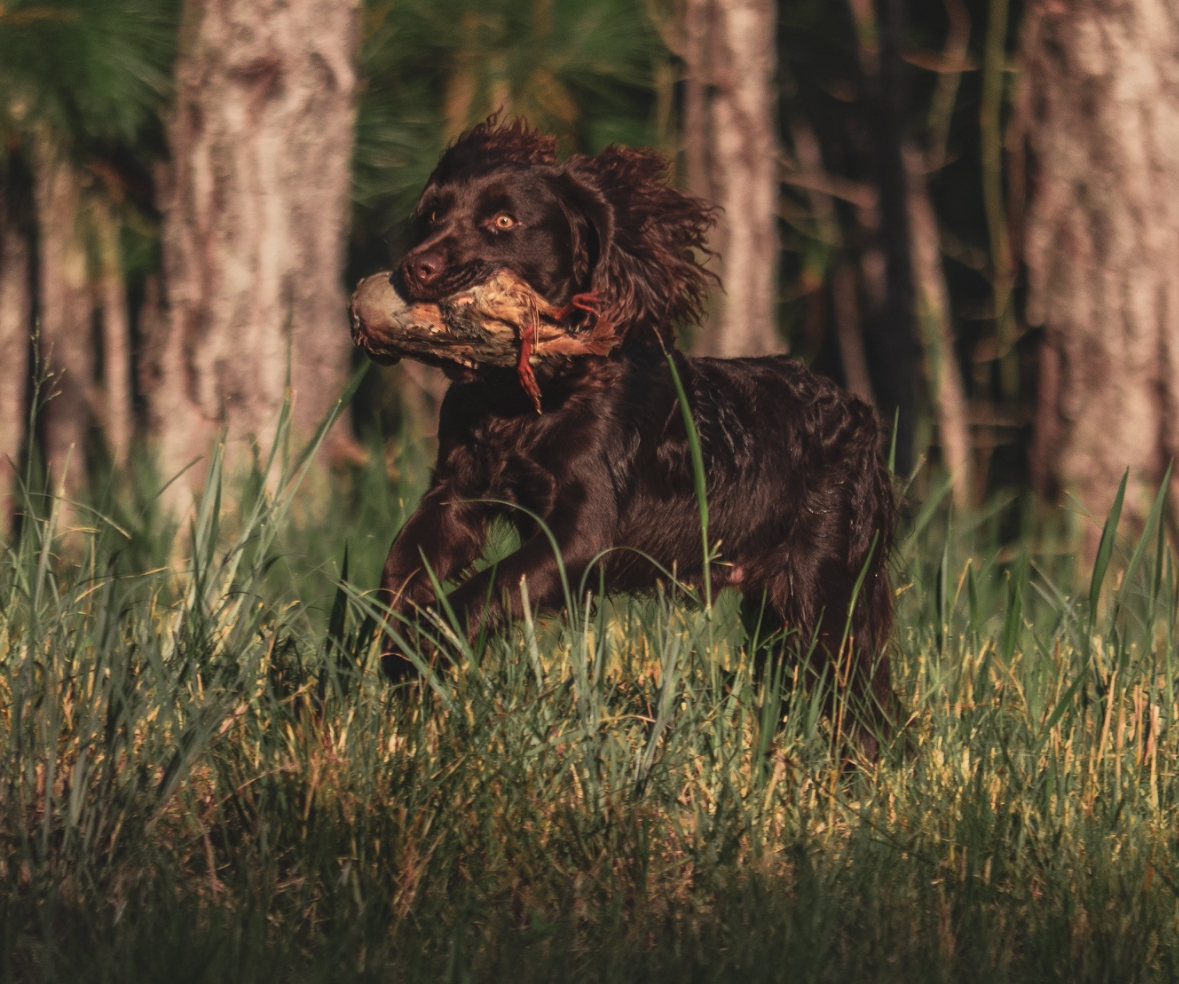 Triple Curl Out Of The Shadows - Boykin Spaniel Pedigree