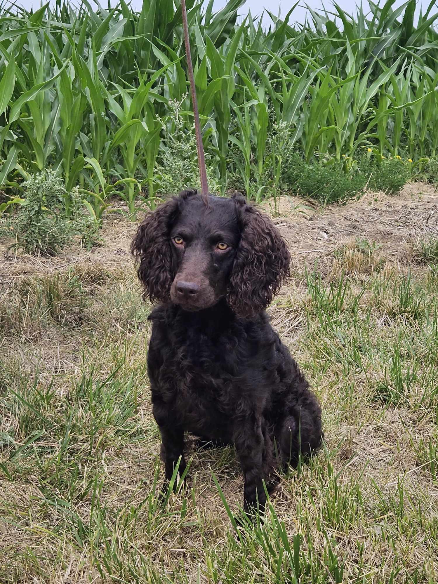 GRCH Haikey Creek's Short Shorts - Boykin Spaniel Pedigree