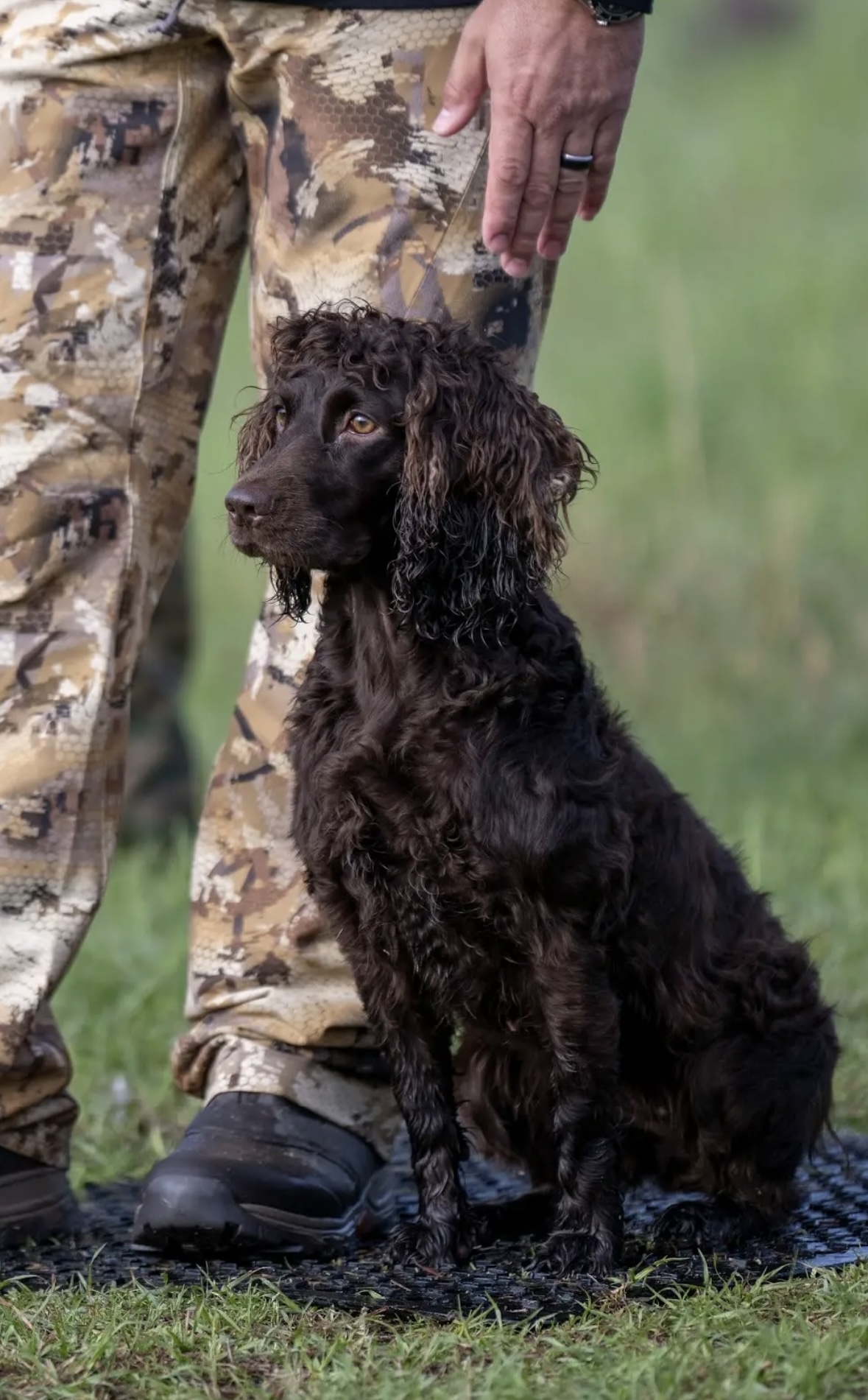 HR Justalucky 305 Whiskey - Boykin Spaniel Pedigree