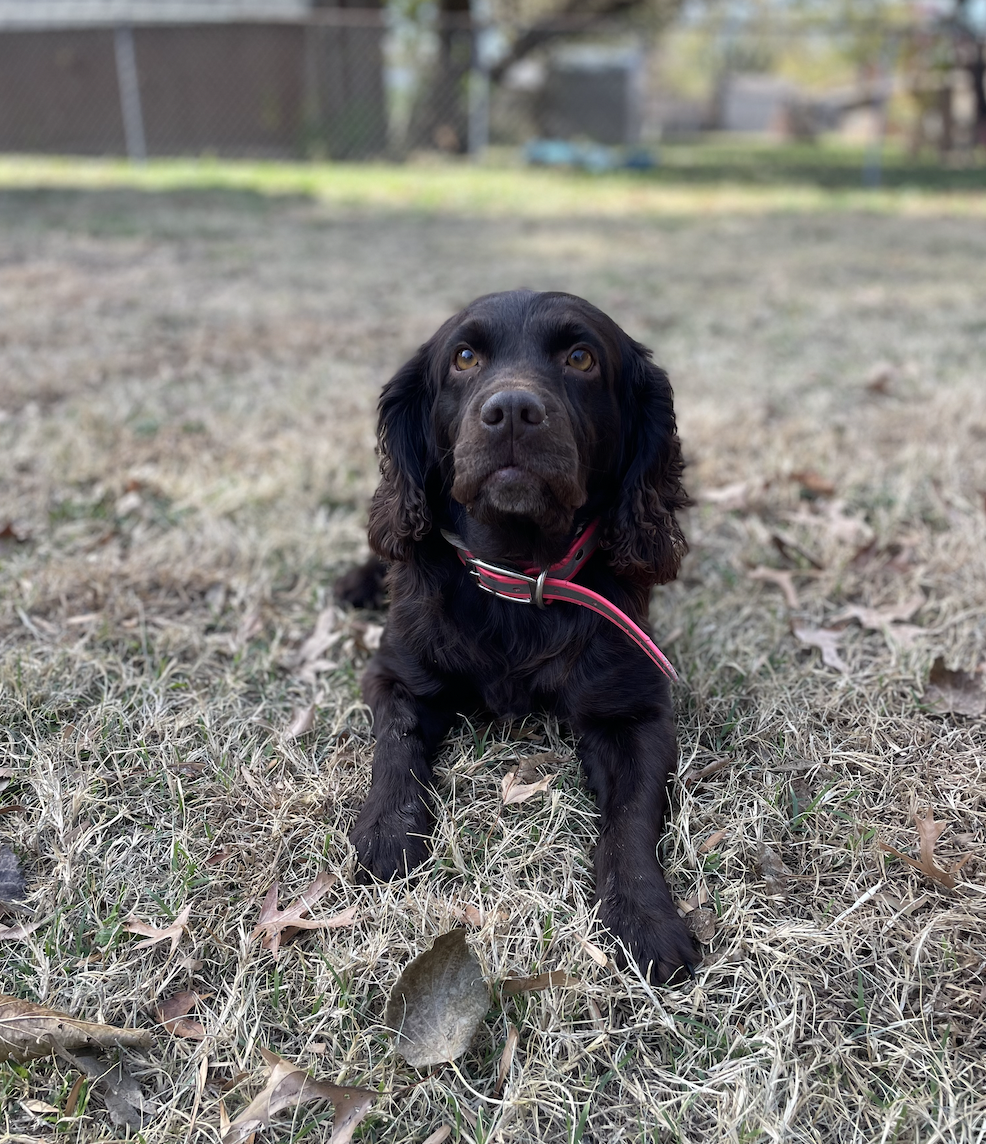 Rwk Mildred Gertrude - Boykin Spaniel Pedigree