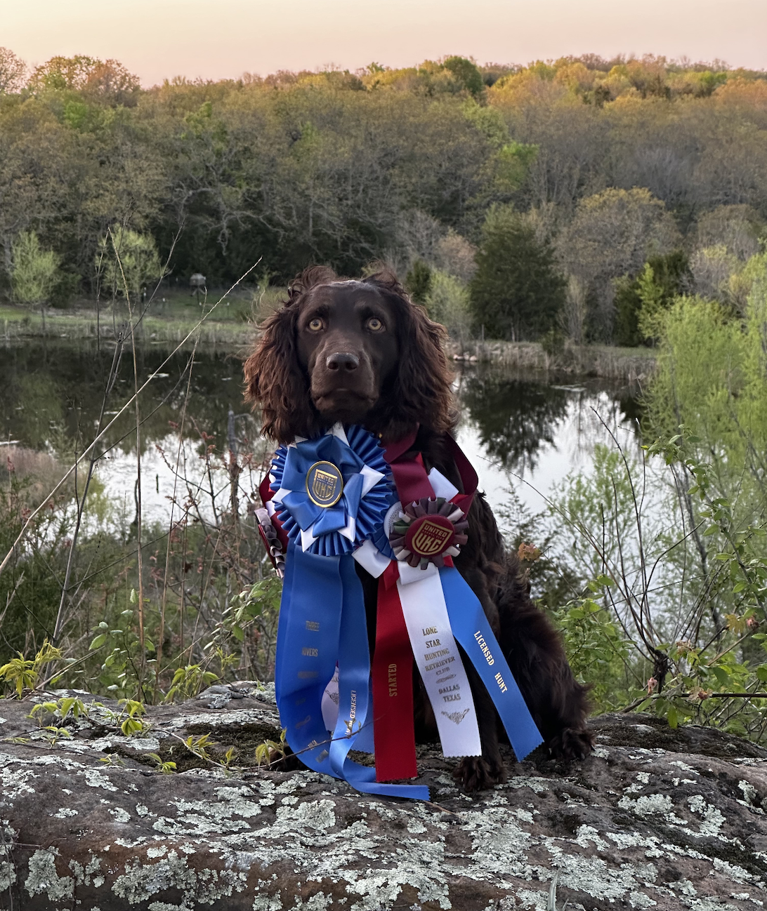 3Oaks Buddy Duke Bratton SHR - Boykin Spaniel Pedigree