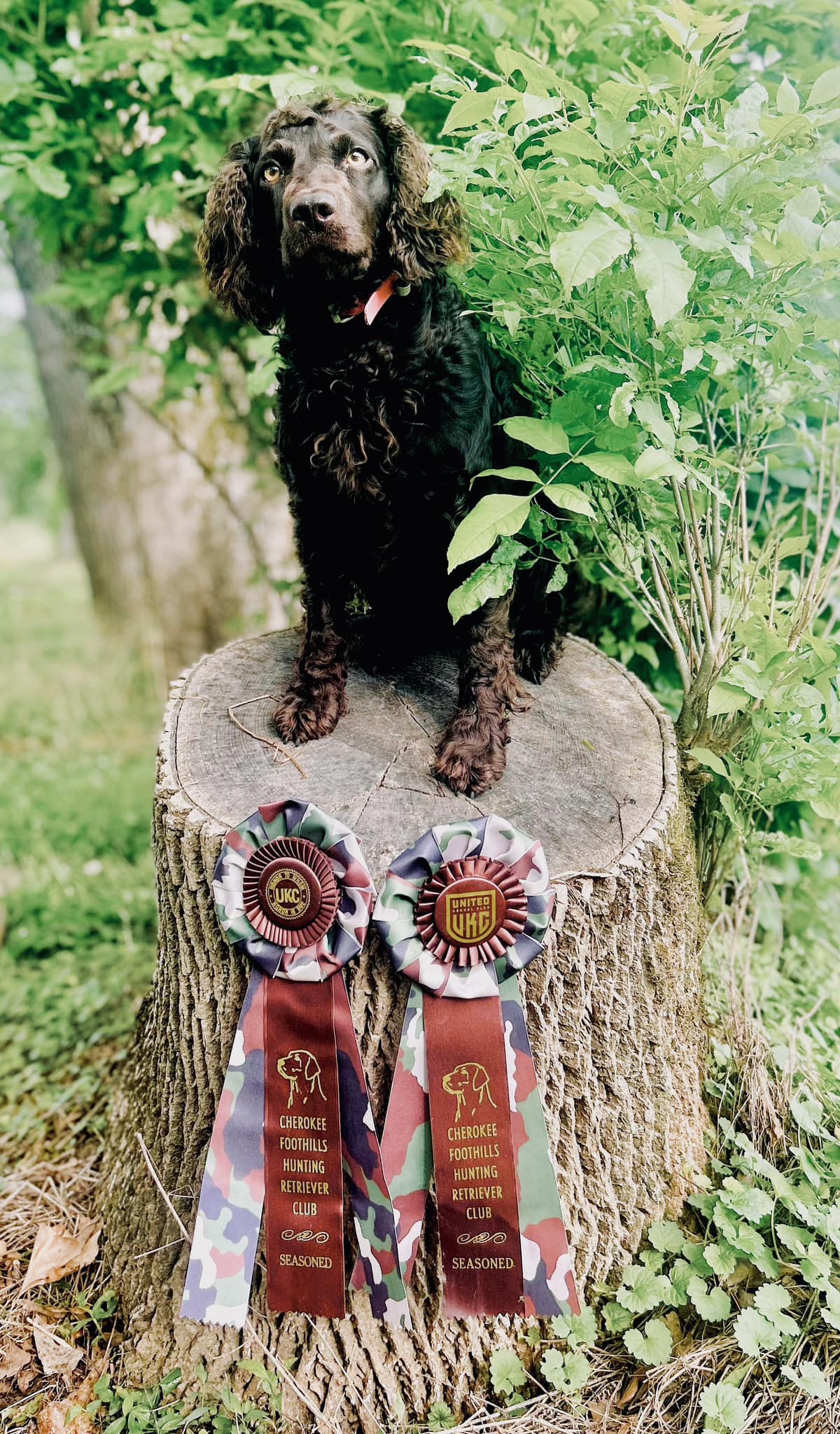 HR Haikey Creek's Lillie Mae - Boykin Spaniel Pedigree