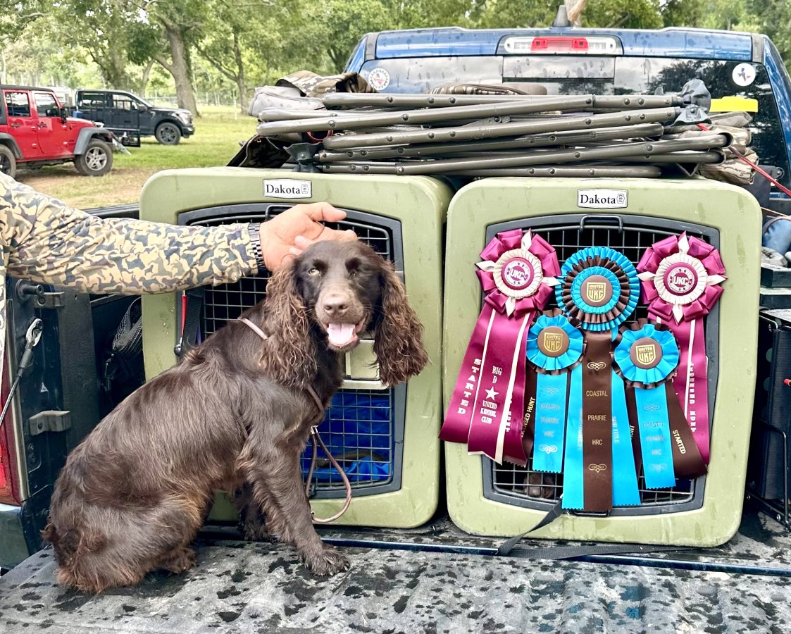 SHR FRIAS'S RANGER'S LAYLA - Boykin Spaniel Pedigree