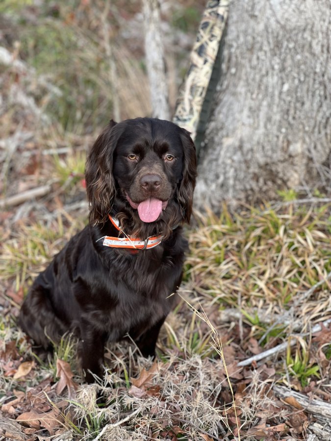 SHR Redhill’s Timber Buck - Boykin Spaniel Pedigree
