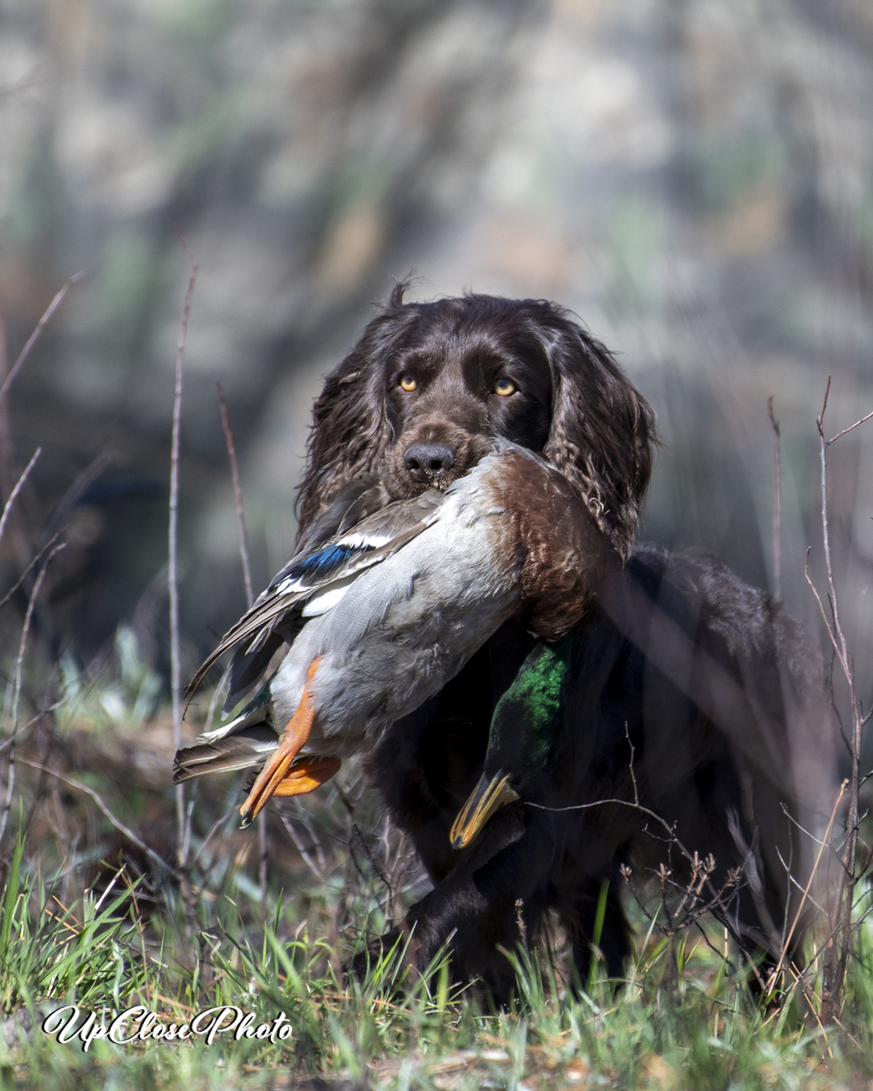 SHR Finn’s Shot Of Old Bay - Boykin Spaniel Pedigree