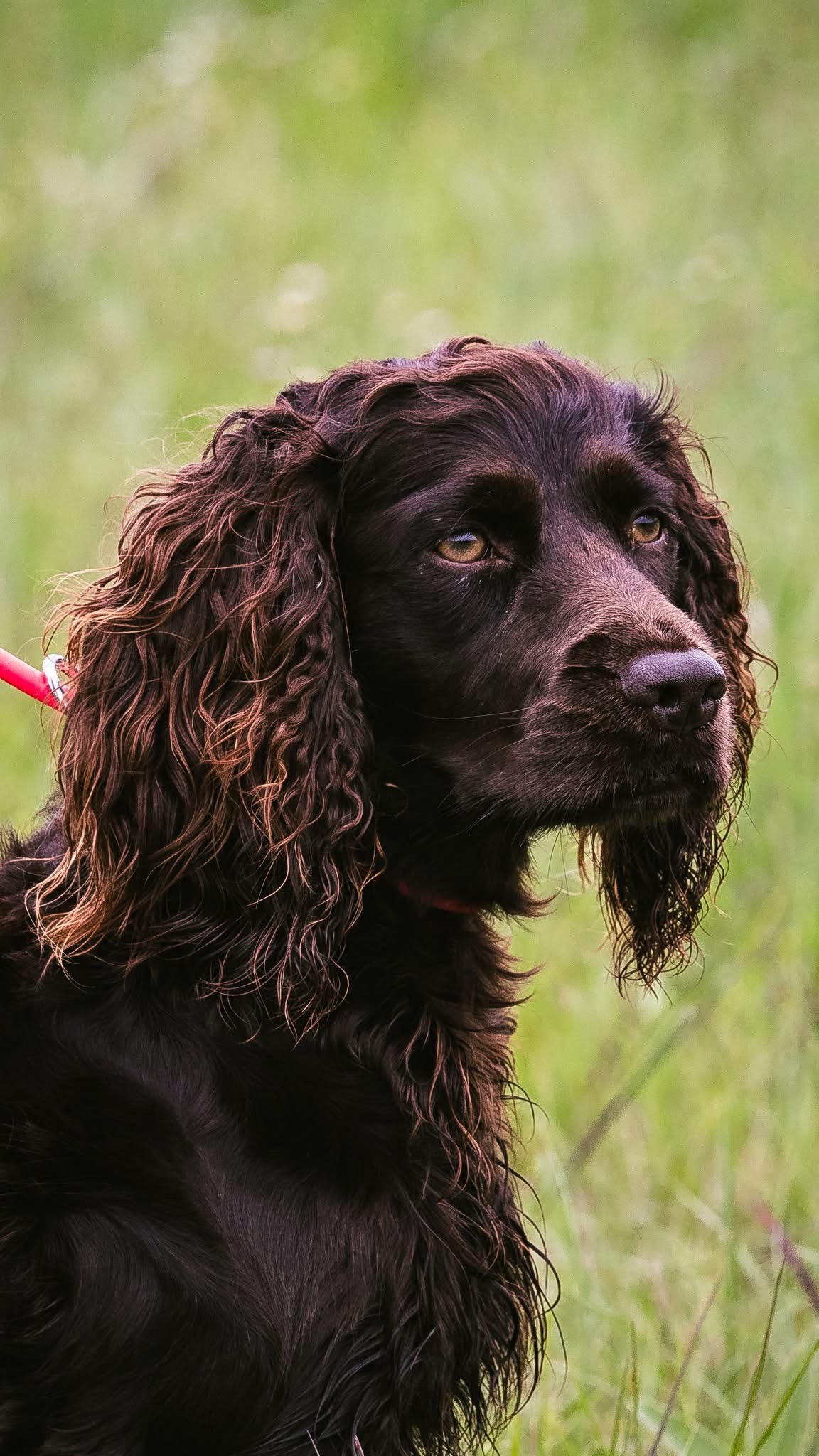 SHR Bosque River Boykin Bluebonnet - Boykin Spaniel Pedigree