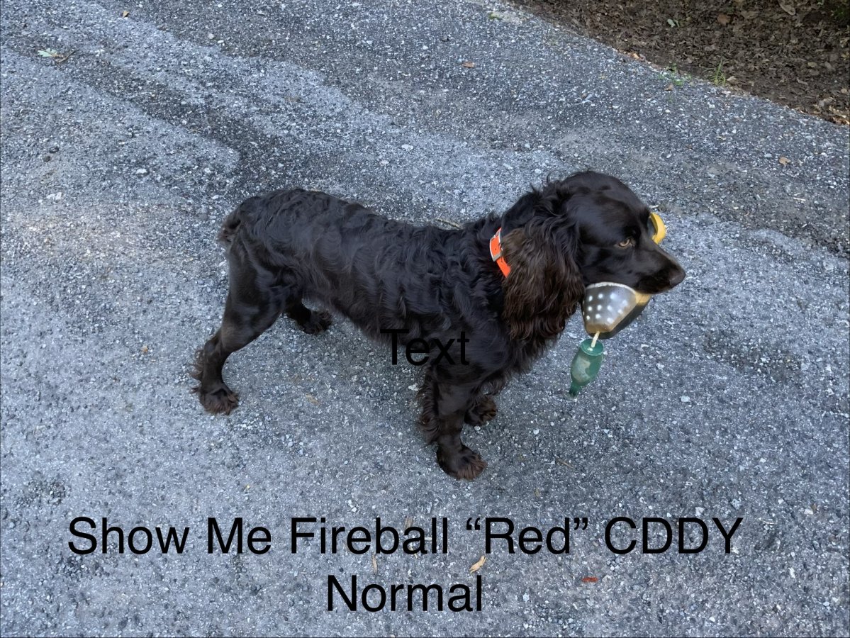 Show Me Fireball - Boykin Spaniel Pedigree