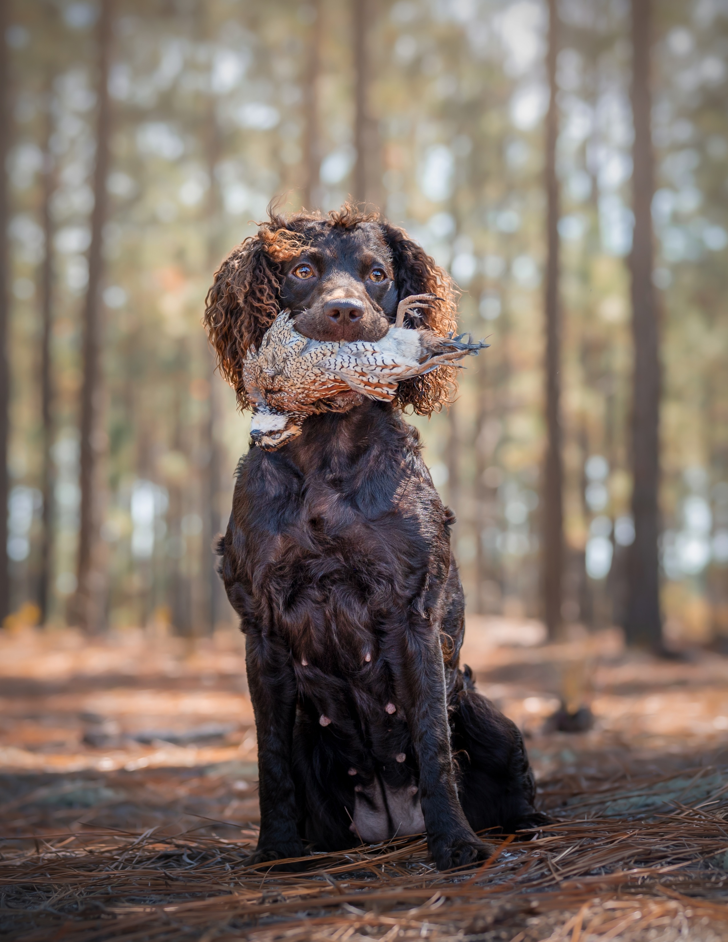 HRCH WaterWorks All Fowled Up JH - Boykin Spaniel Pedigree