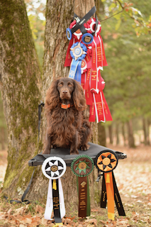 HRCH Recee's Doc Of Cagle Rock - Boykin Spaniel Pedigree