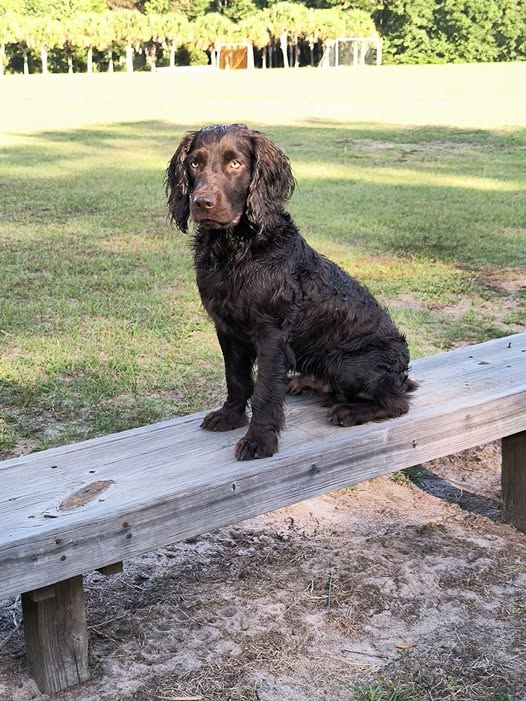 HRCH Chief's Reel Rising Tide - Boykin Spaniel Pedigree