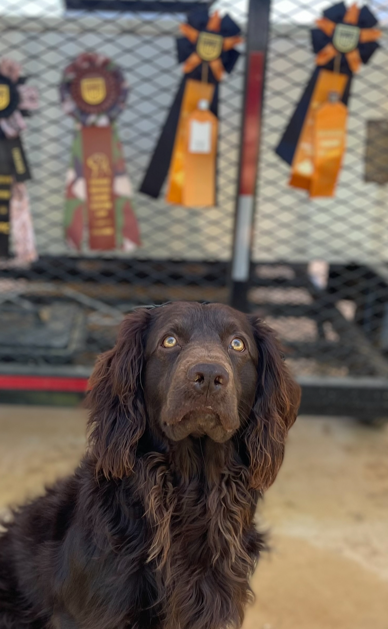 HRCH Bass' My Guy Clyde - Boykin Spaniel Pedigree