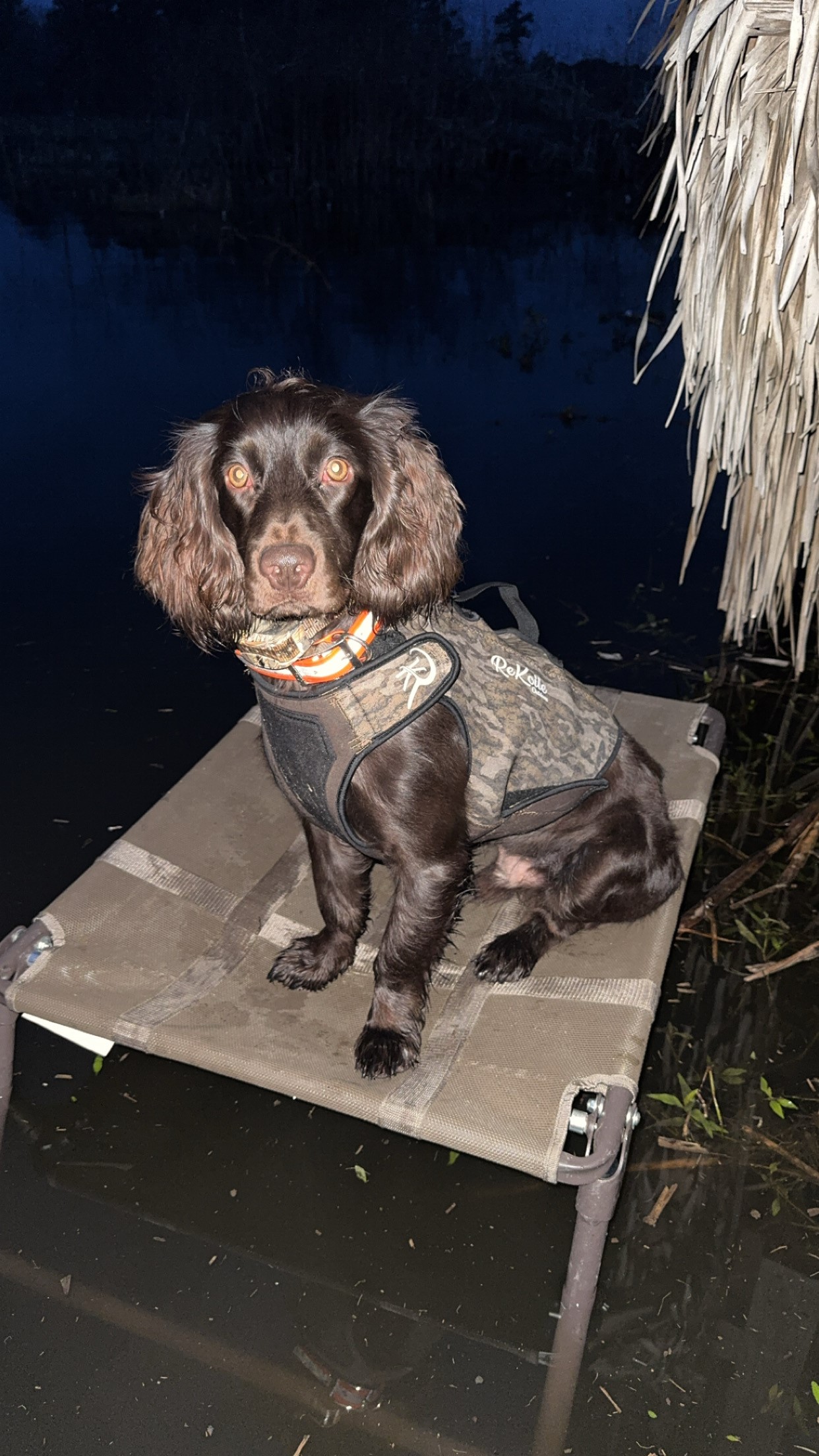 SHR Curtis’ Banks Of Lake Moultrie - Boykin Spaniel Pedigree