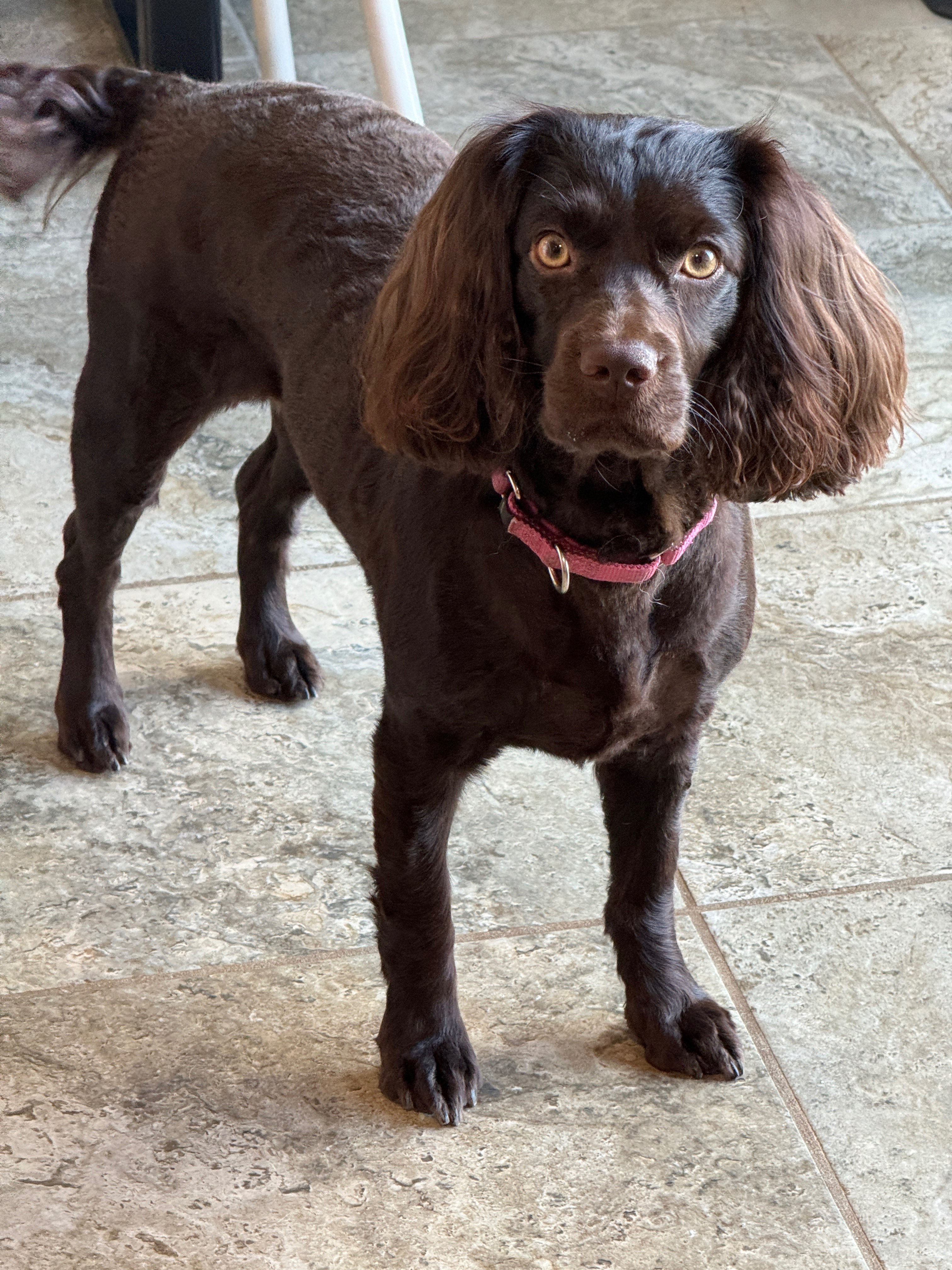 Phoebe's Joyful Spirit - Boykin Spaniel Pedigree