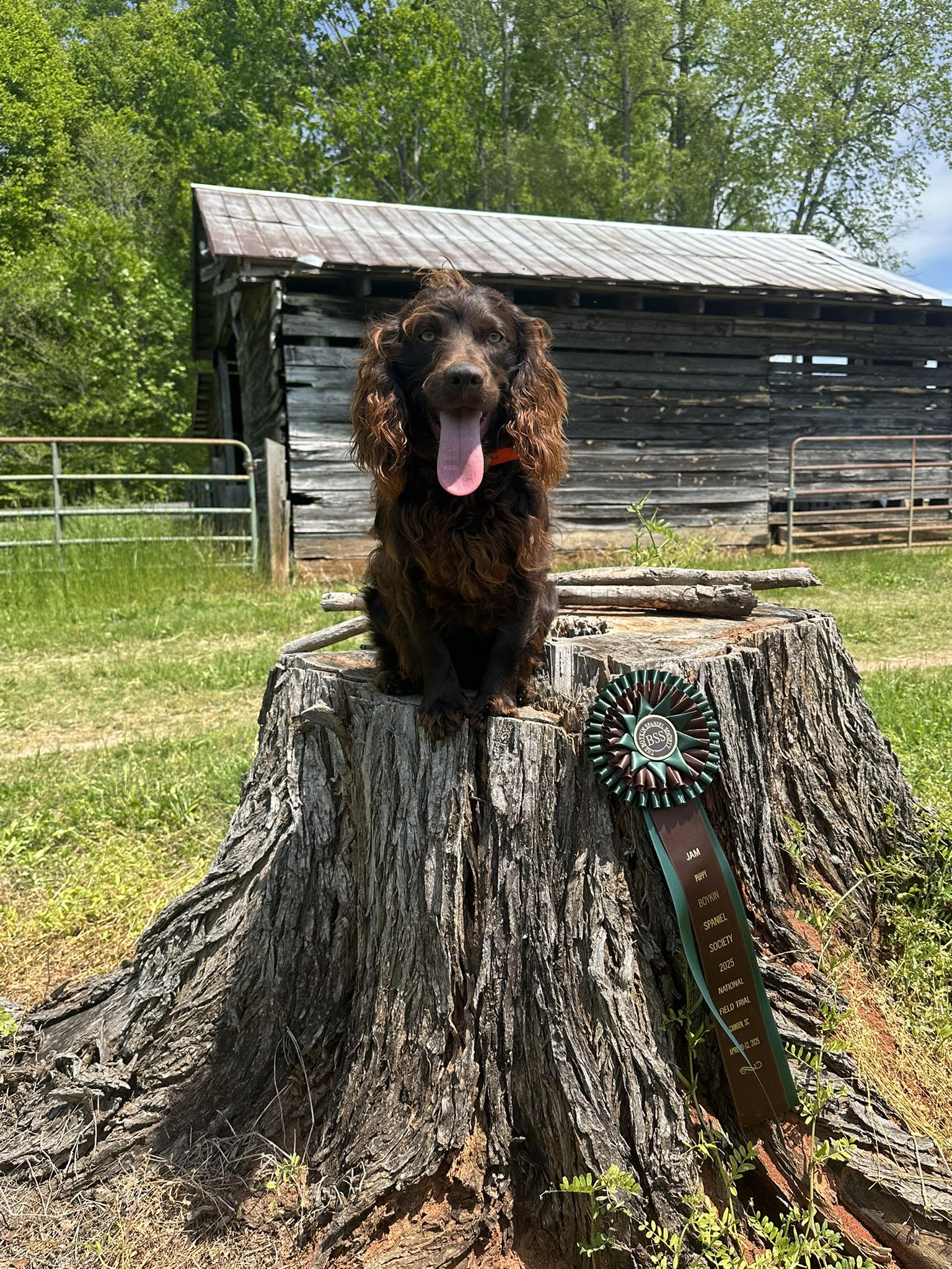 SHR Burns’ Coastal Boone - Boykin Spaniel Pedigree