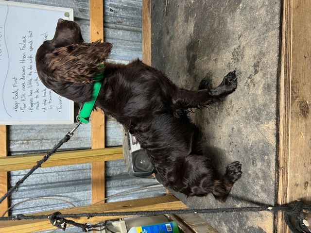 Wright’s River Babe JH - Boykin Spaniel Pedigree