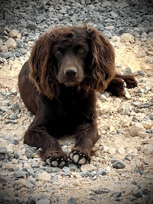 Fancy J - Boykin Spaniel Pedigree