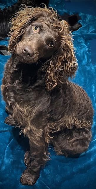 Cavern Caramel Latte - Boykin Spaniel Pedigree