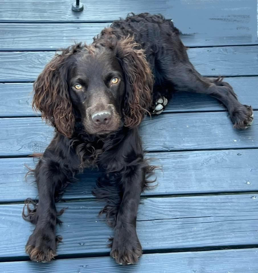 Cavern HCK Drogo - Boykin Spaniel Pedigree