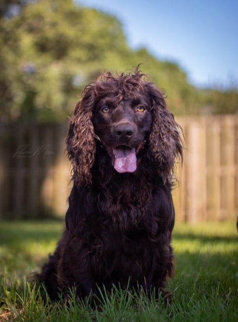 HRCH Chief's Reel Son Of A Beach - Boykin Spaniel Pedigree