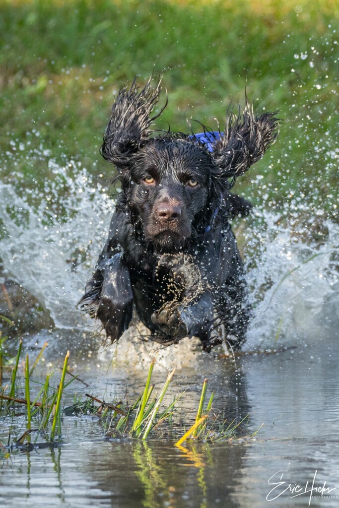 HR Ol Hickory’s Son Of The Highlands - Boykin Spaniel Pedigree