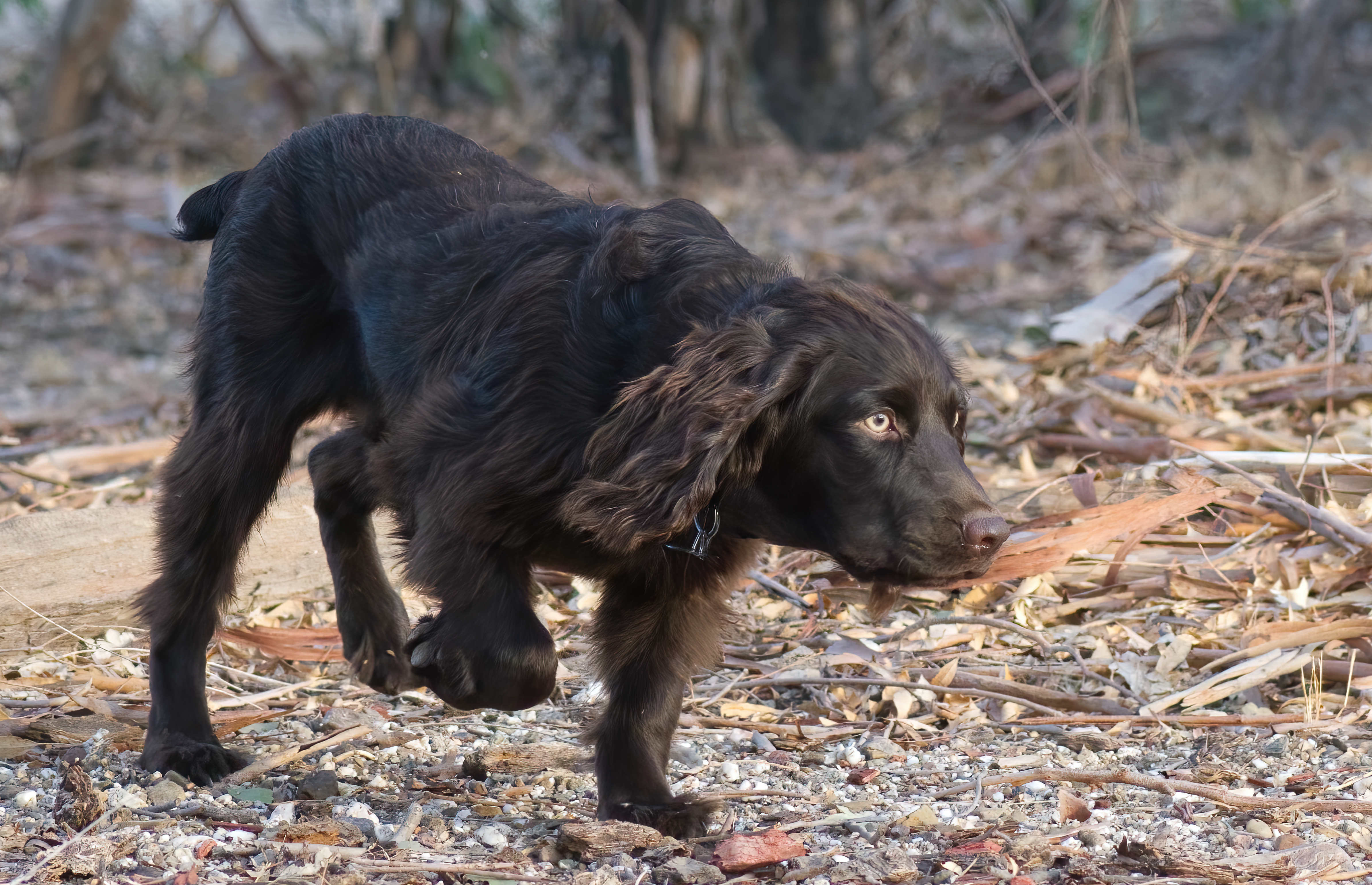 Jim Dandy Vondie - Boykin Spaniel Pedigree